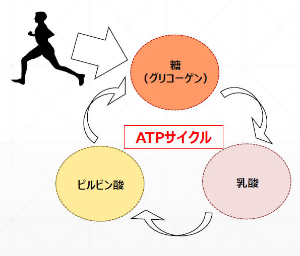 ATPサイクル